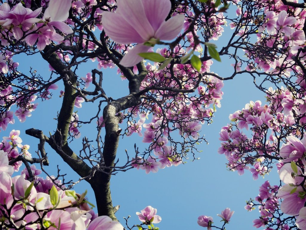 Обои небо, дерево, цветение, весна, магнолия, the sky, tree, flowering, spring, magnolia разрешение 2048x1366 Загрузить