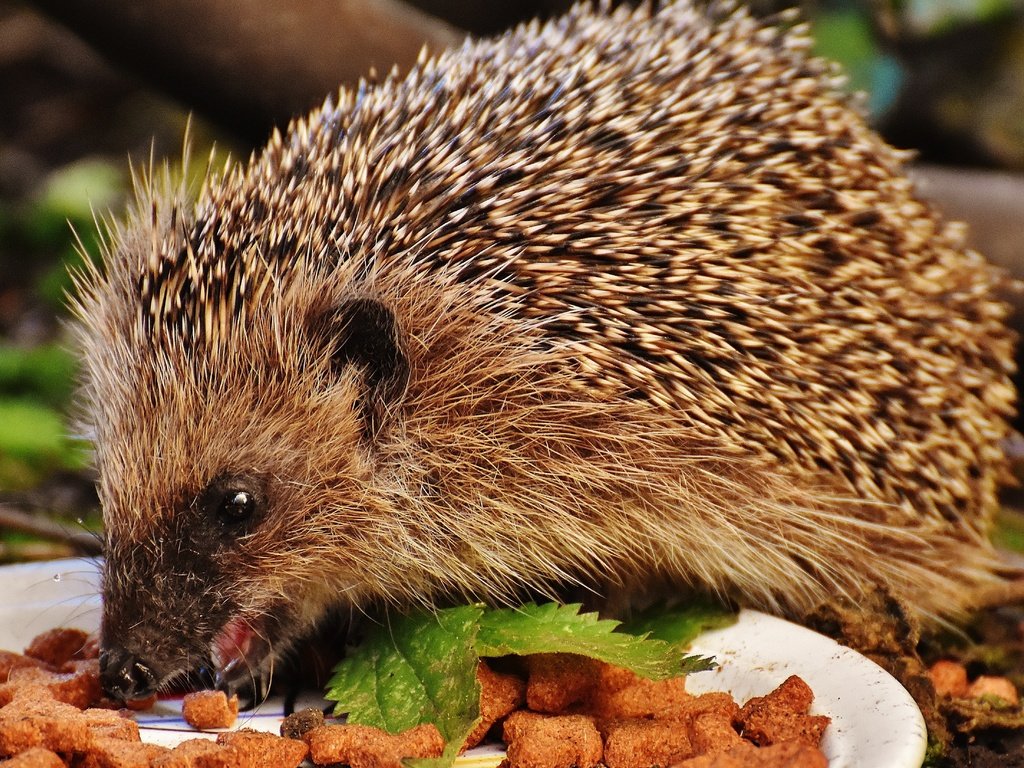 Обои природа, еда, животное, ежик, еж, nature, food, animal, hedgehog разрешение 5267x3306 Загрузить