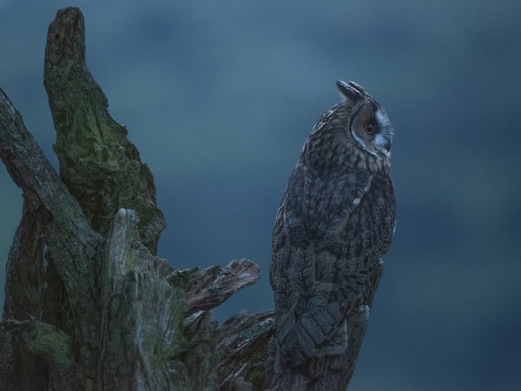 Обои сова, фон, профиль, птица, коряга, ушастая сова, owl, background, profile, bird, snag, long-eared owl разрешение 2048x1367 Загрузить