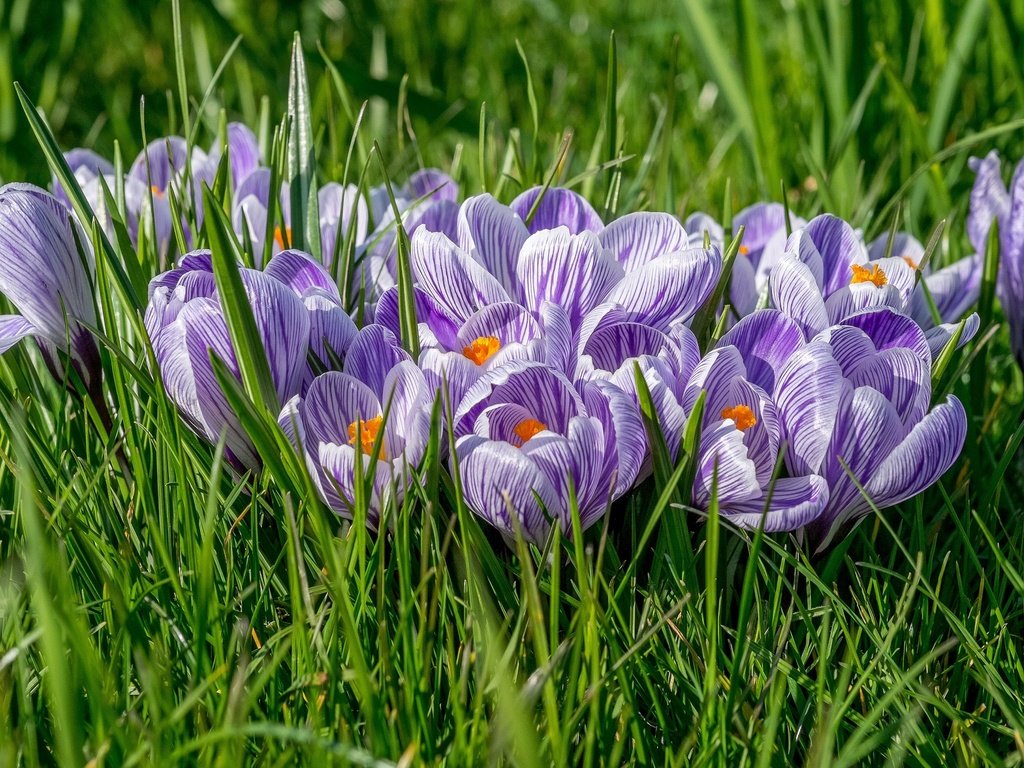 Обои цветы, трава, крокусы, крокус, шафран, flowers, grass, crocuses, krokus, saffron разрешение 2048x1366 Загрузить