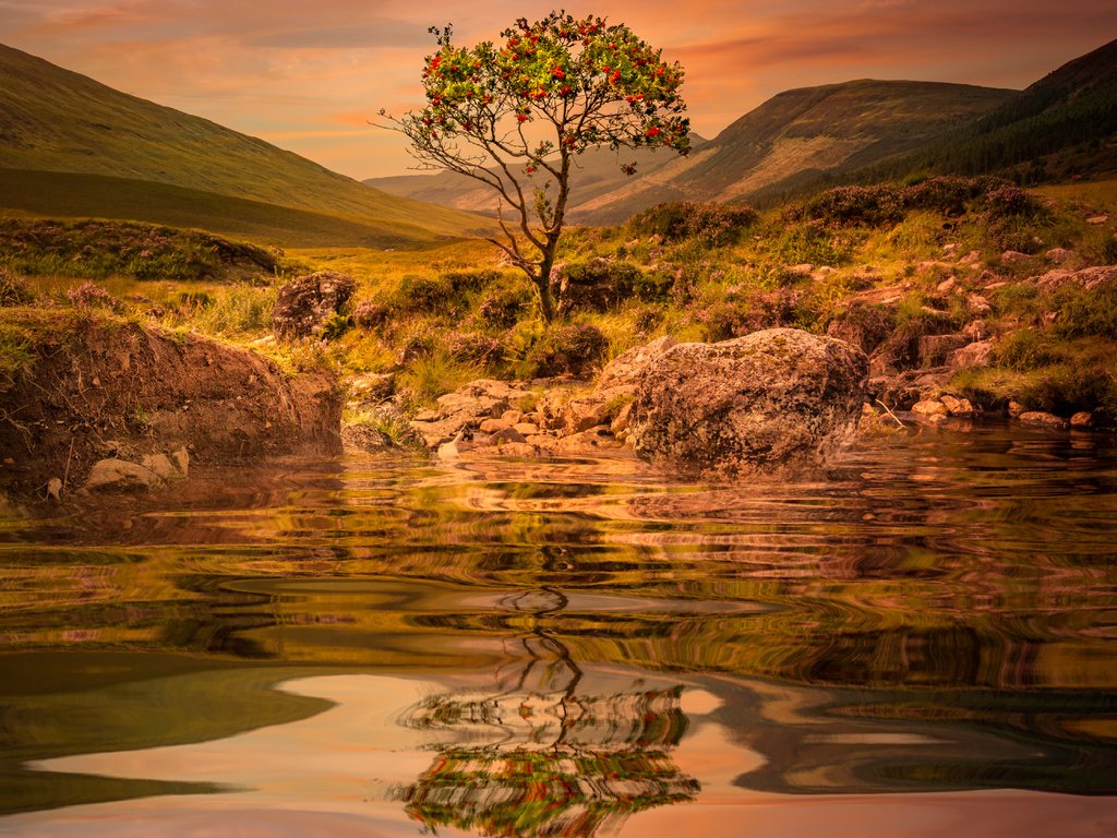 Обои вода, озеро, горы, дерево, закат, отражение, рябина, sophiaspurgin, water, lake, mountains, tree, sunset, reflection, rowan разрешение 4470x4470 Загрузить