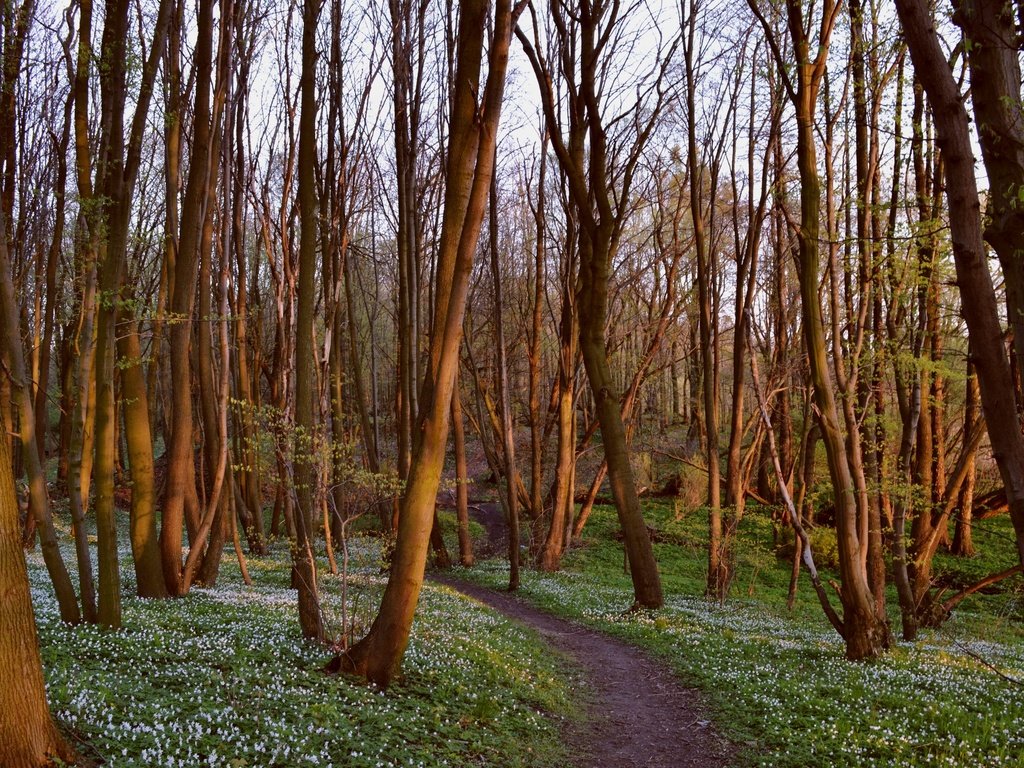 Обои цветы, трава, деревья, природа, лес, тропинка, flowers, grass, trees, nature, forest, path разрешение 2449x1632 Загрузить