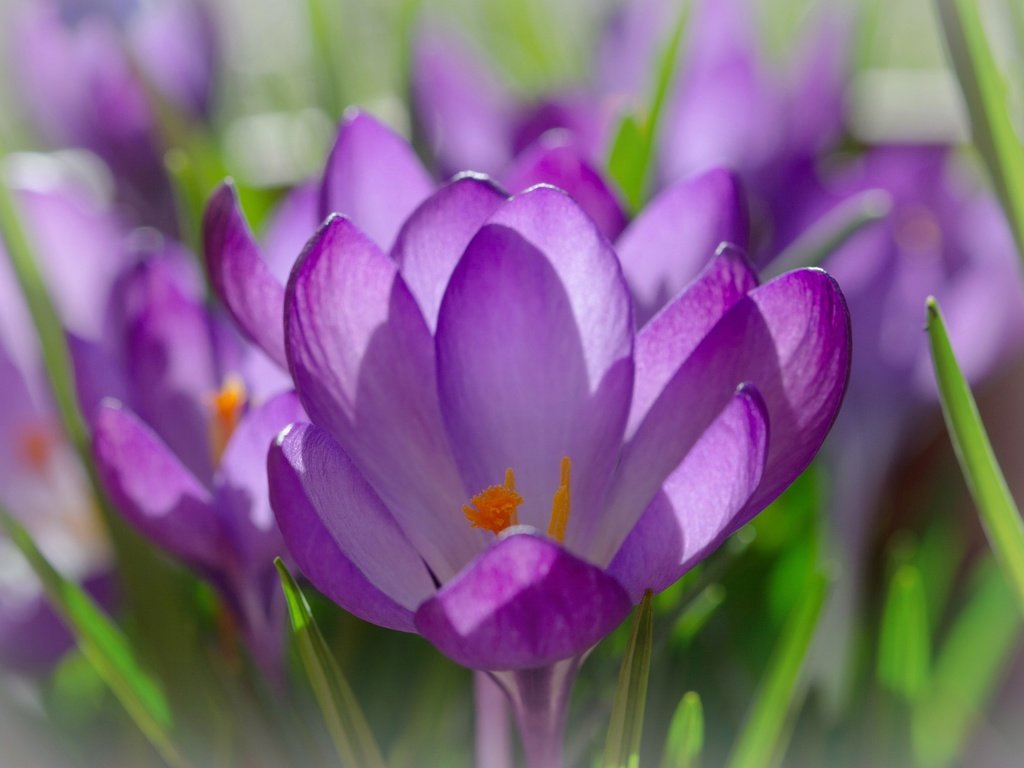 Обои цветы, лепестки, весна, крокусы, крупным планом, шафран, flowers, petals, spring, crocuses, closeup, saffron разрешение 3752x2733 Загрузить