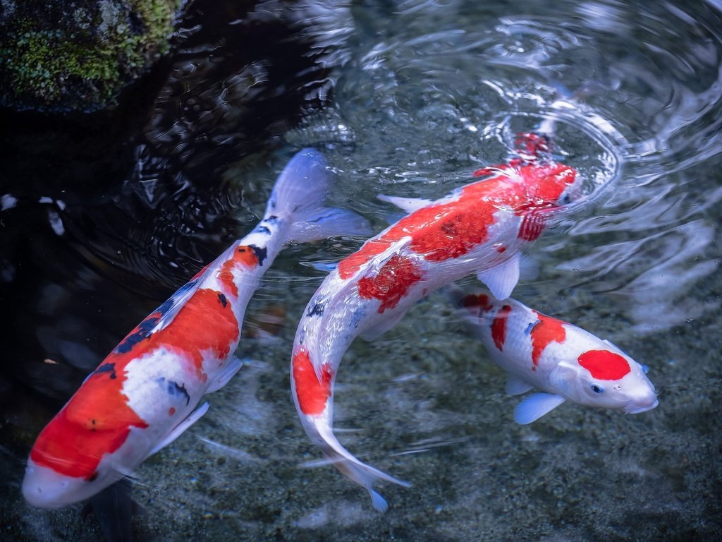 Обои вода, рыбы, пятна, разводы, плавники, японский карп, water, fish, spot, divorce, fins, japanese carp разрешение 2048x1365 Загрузить