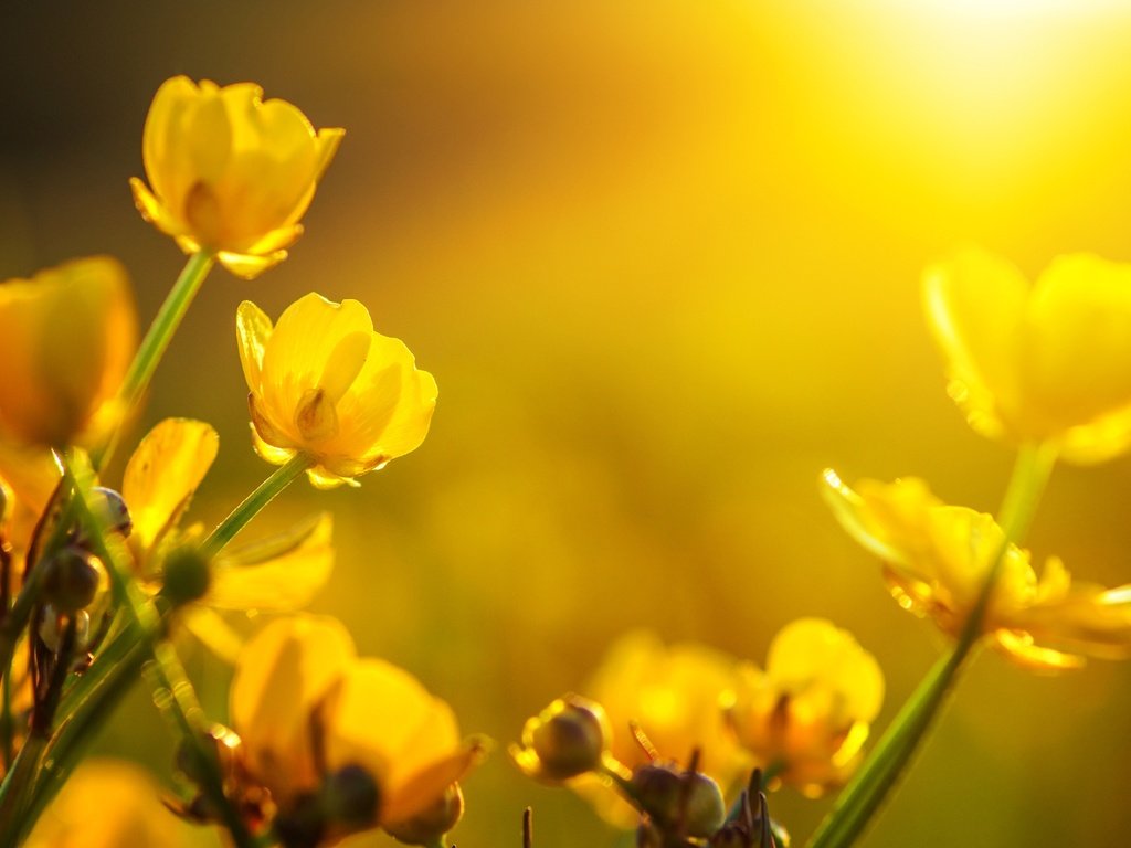 Обои цветы, бутоны, макро, желтые, лютики, flowers, buds, macro, yellow, buttercups разрешение 2555x1600 Загрузить