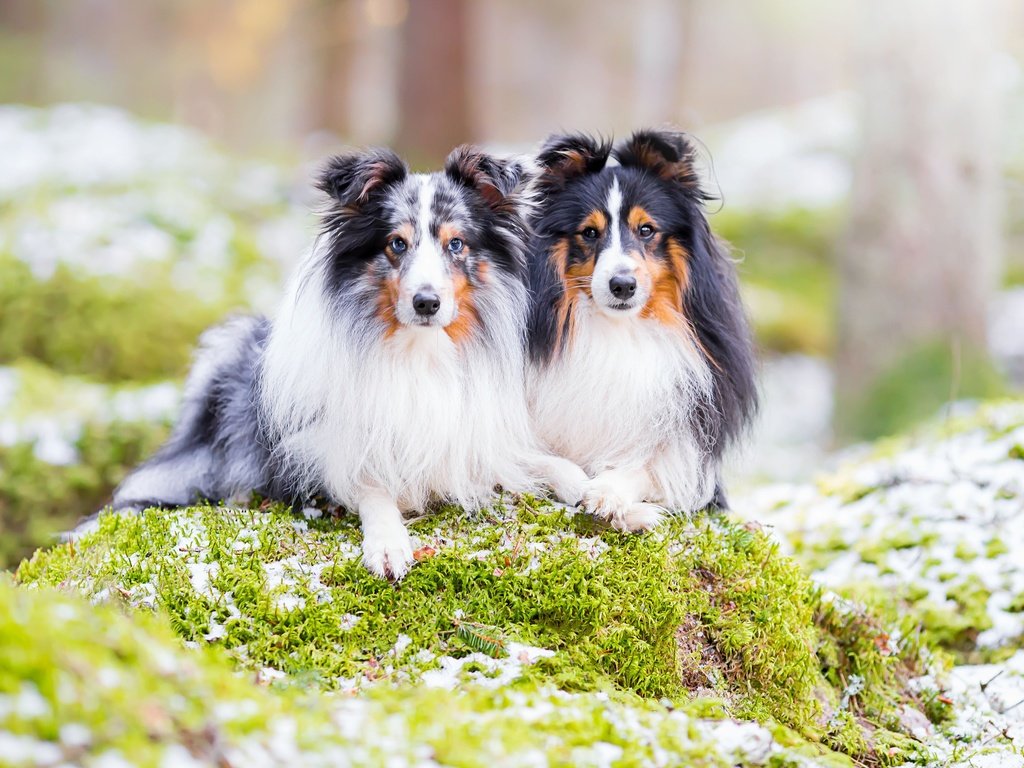 Обои природа, парочка, собаки, шелти, шетландская овчарка, nature, a couple, dogs, sheltie, shetland sheepdog разрешение 3600x2400 Загрузить