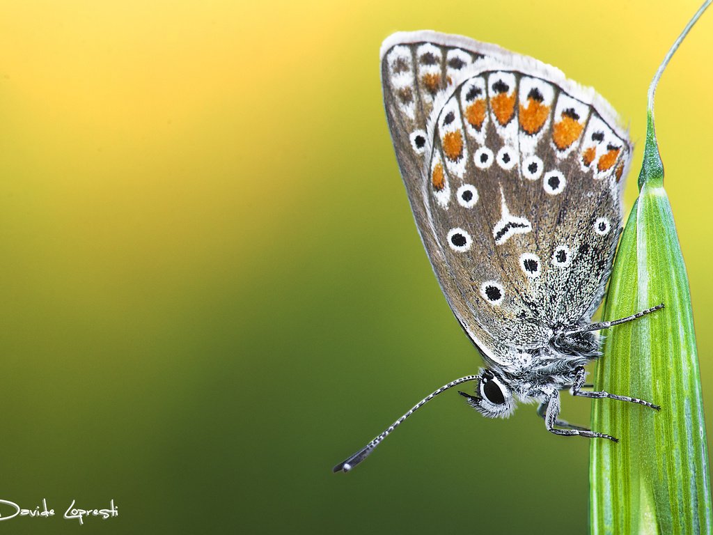 Обои природа, растения, насекомое, фон, бабочка, davide lopresti, nature, plants, insect, background, butterfly разрешение 4717x3145 Загрузить