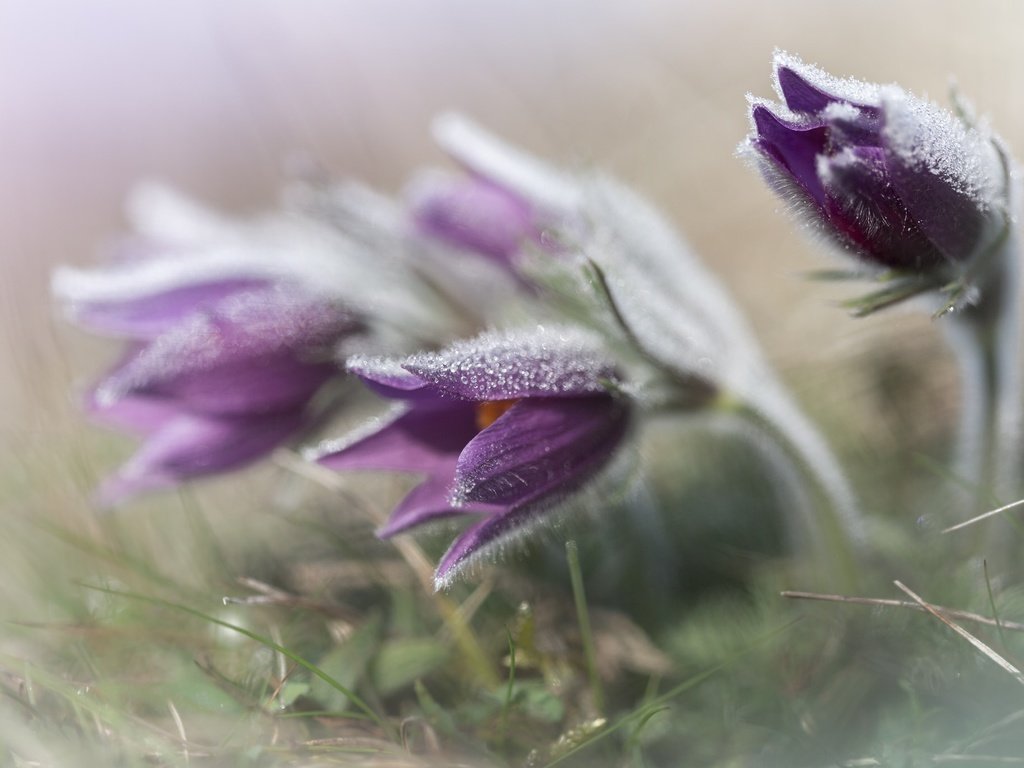 Обои цветы, трава, весна, анемон, сон-трава, прострел, flowers, grass, spring, anemone, sleep-grass, cross разрешение 2048x1365 Загрузить