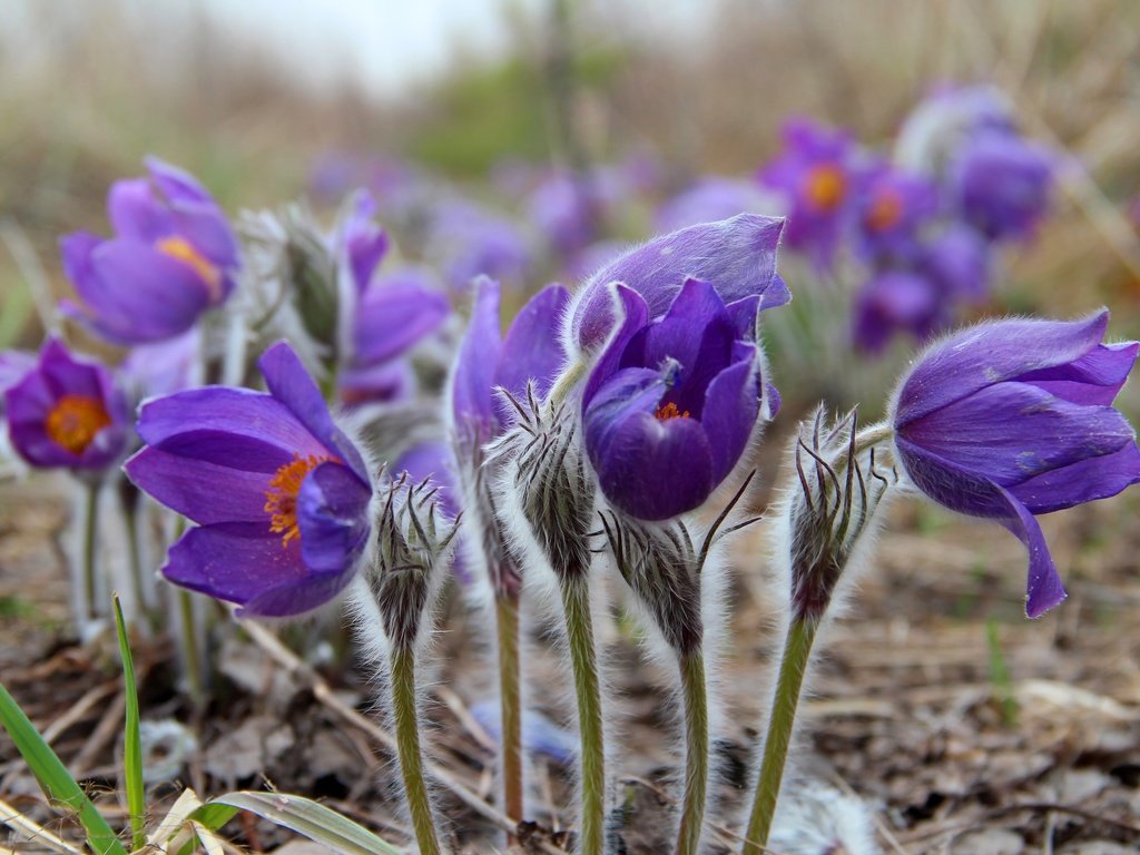 Обои цветы, весна, сон-трава, прострел, flowers, spring, sleep-grass, cross разрешение 3000x2000 Загрузить