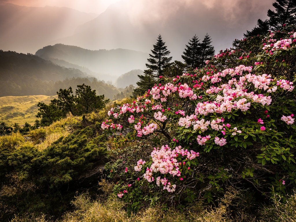 Обои цветы, горы, природа, туман, тайвань, азалия, рододендрон, jeff lee, flowers, mountains, nature, fog, taiwan, azalea, rhododendron разрешение 2048x1368 Загрузить