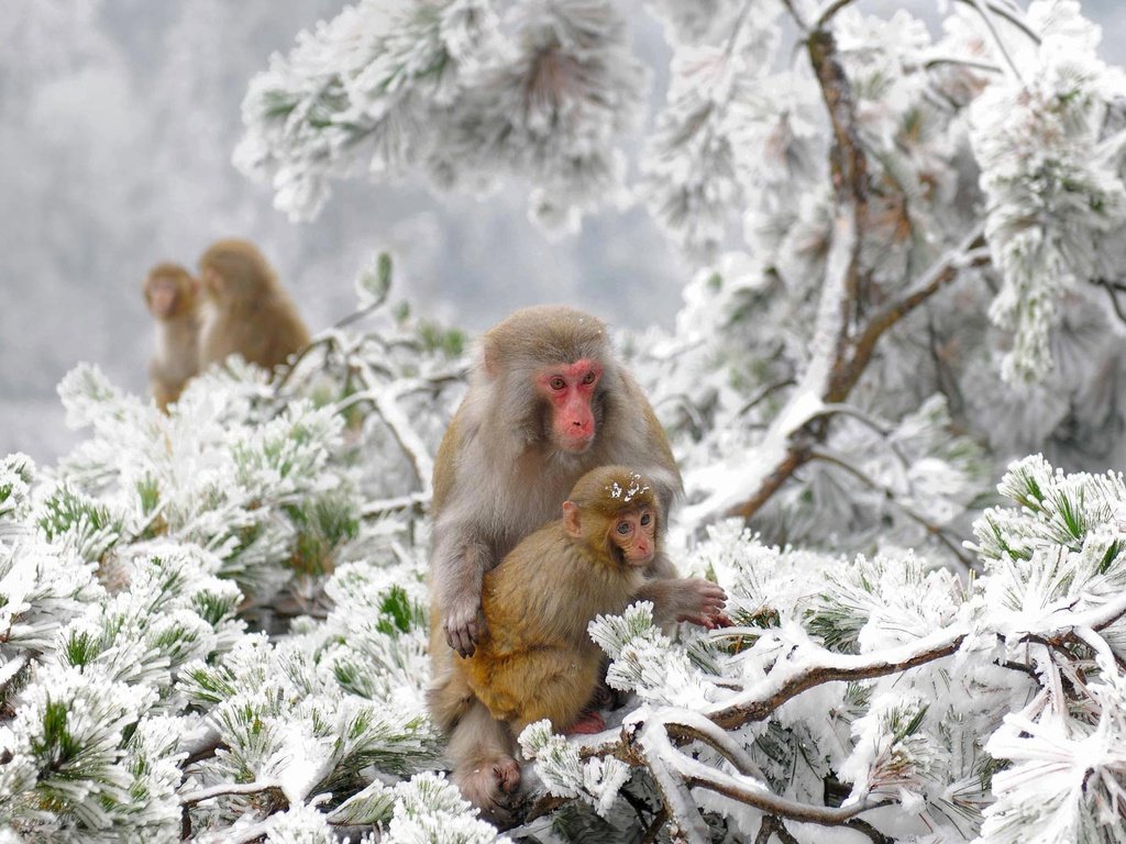 Обои снежные обезьяны, деревья, снег, зима, китай, макаки, заповедник, обезьяны, японский макак, snow monkeys, trees, snow, winter, china, macaques, reserve, monkey, japanese macaques разрешение 1920x1080 Загрузить