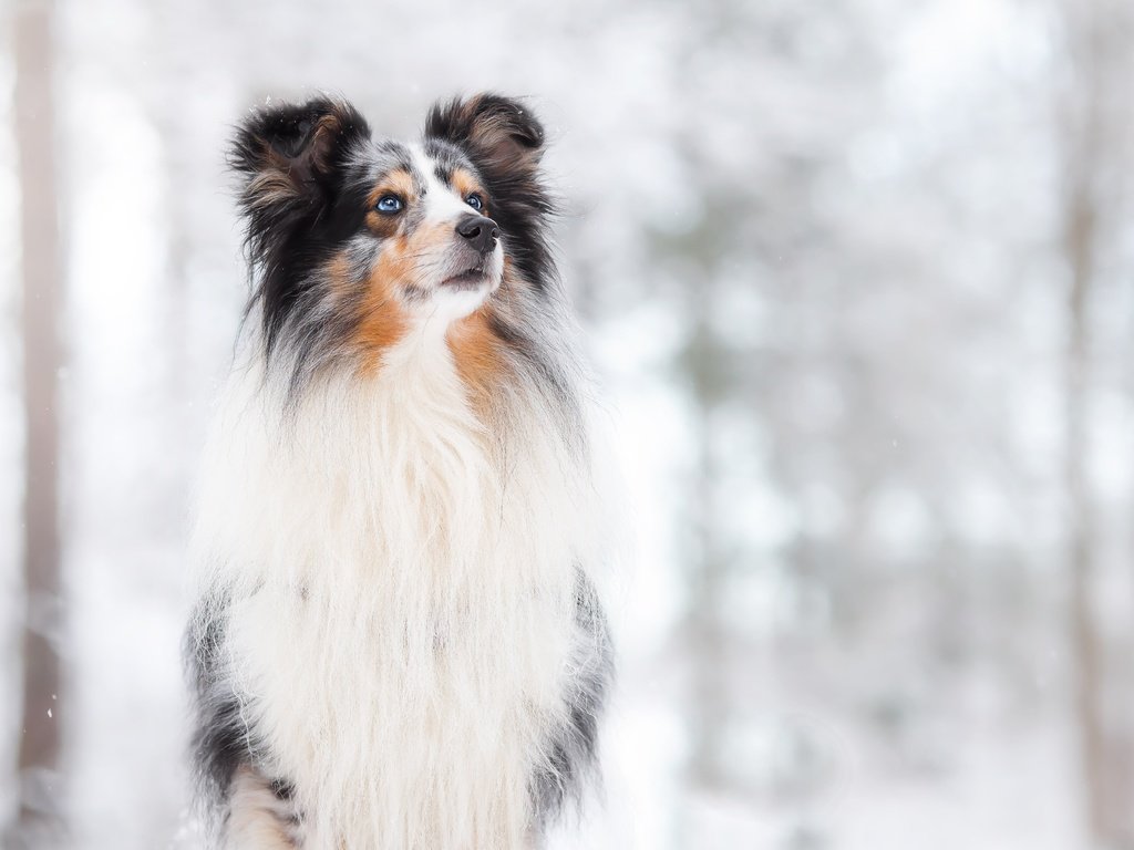 Обои снег, фон, собака, боке, snow, background, dog, bokeh разрешение 4170x2780 Загрузить