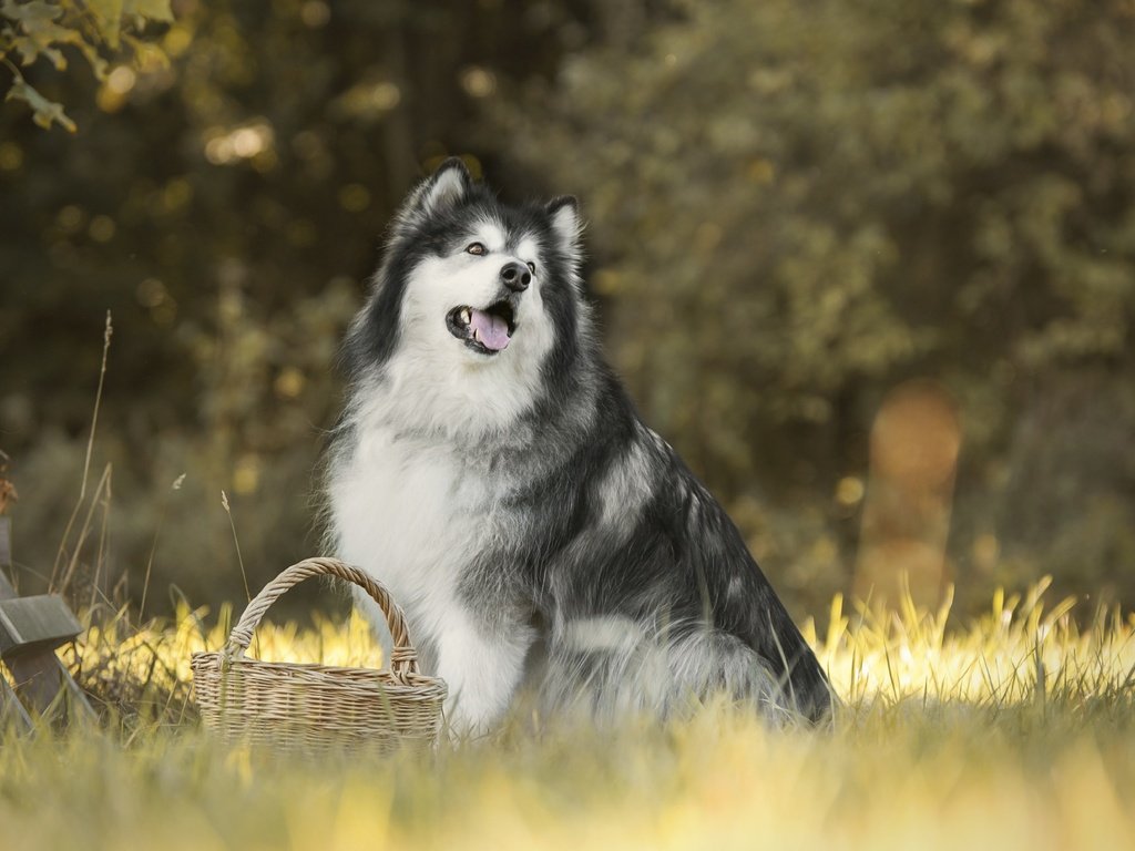 Обои трава, собака, корзинка, боке, маламут, аляскинский маламут, grass, dog, basket, bokeh, malamute, alaskan malamute разрешение 6000x4000 Загрузить