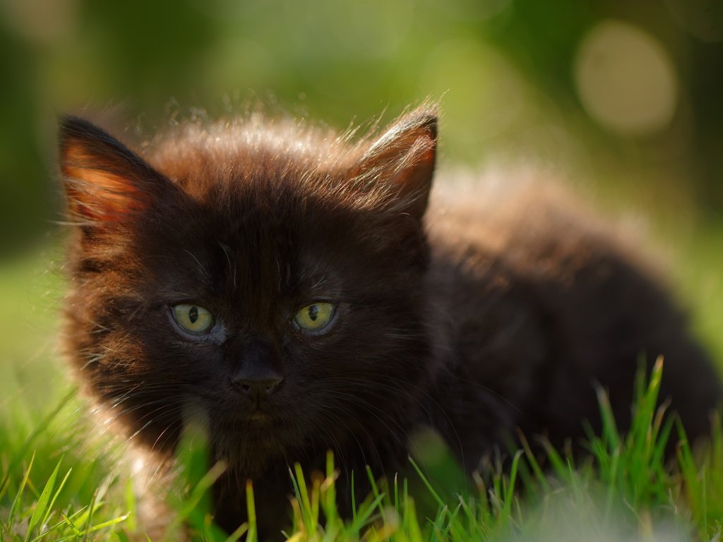 Обои глаза, трава, кошка, взгляд, котенок, eyes, grass, cat, look, kitty разрешение 2880x1800 Загрузить