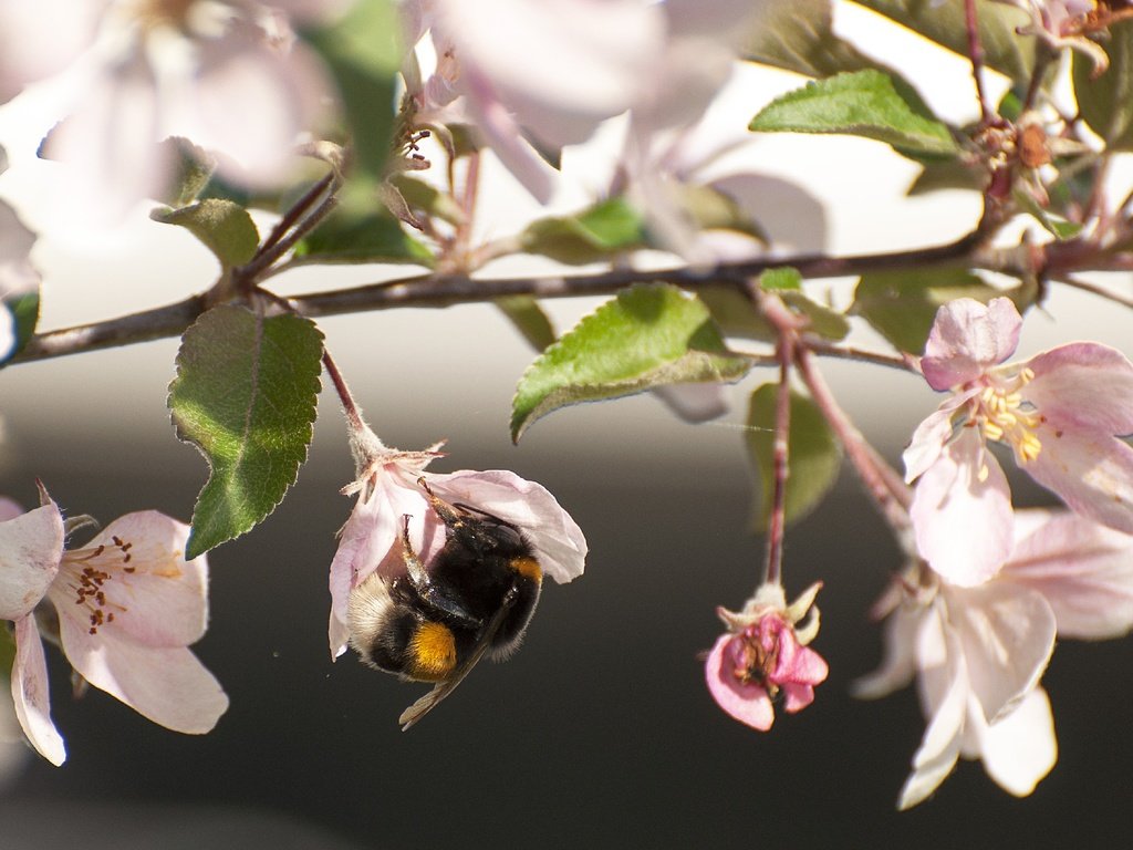 Обои цветы, цветение, насекомое, ветки, весна, яблоня, шмель, flowers, flowering, insect, branches, spring, apple, bumblebee разрешение 2824x1920 Загрузить