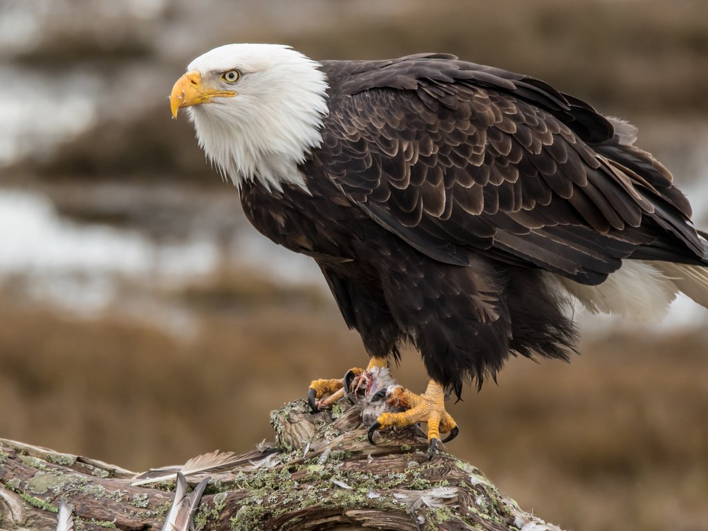 Обои орел, птица, клюв, перья, орлан, белоголовый орлан, eagle, bird, beak, feathers, orlan, bald eagle разрешение 3840x2400 Загрузить