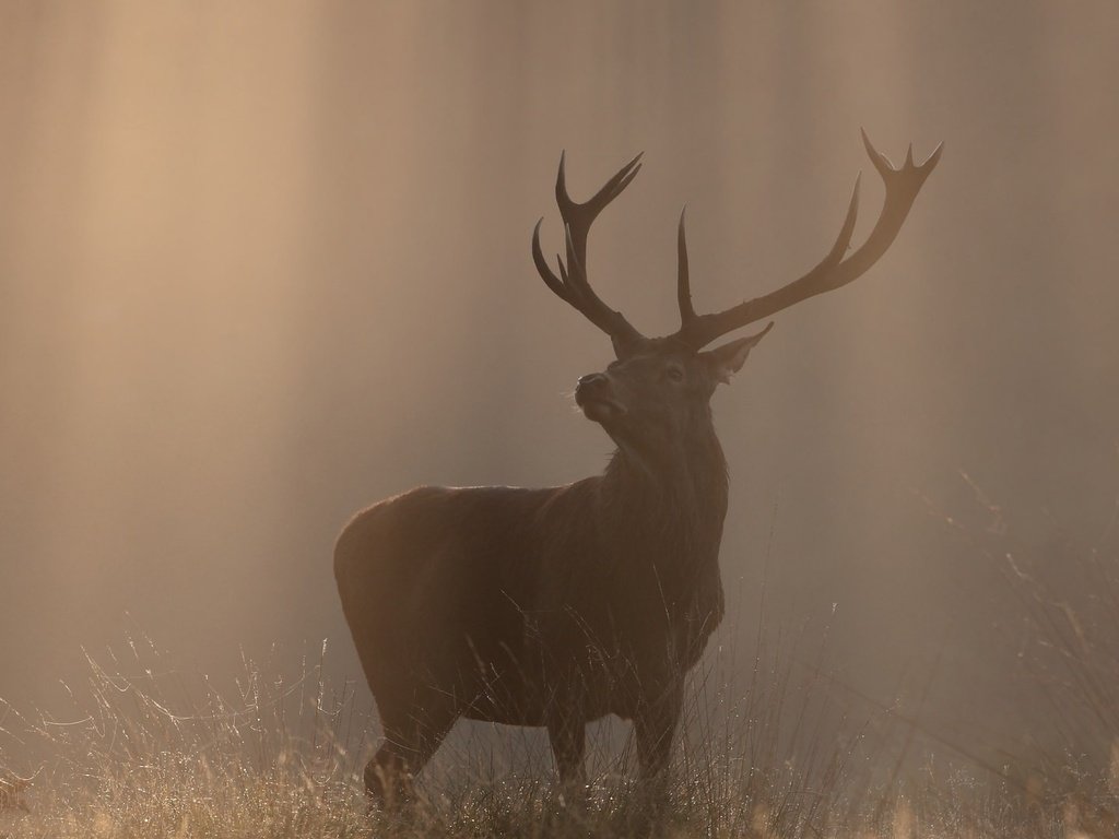 Обои природа, олень, туман, осень, рога, солнечный свет, nature, deer, fog, autumn, horns, sunlight разрешение 2048x1081 Загрузить