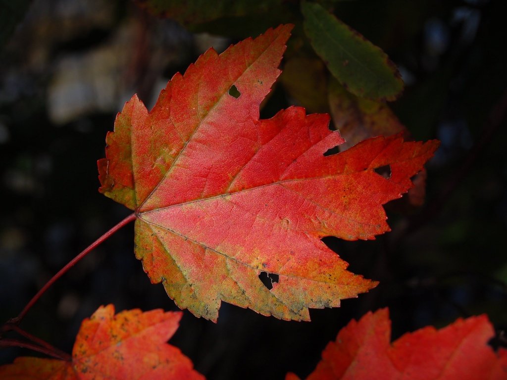 Обои природа, темный фон, кленовый лист, осенние листья, nature, the dark background, maple leaf, autumn leaves разрешение 3008x2000 Загрузить