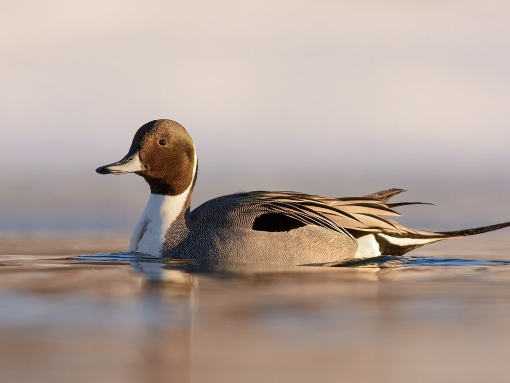 Обои озеро, природа, птица, клюв, перья, рябь, утка, шилохвость, lake, nature, bird, beak, feathers, ruffle, duck, pintail разрешение 2048x1324 Загрузить