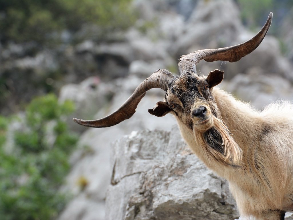 Обои морда, взгляд, коза, рога, козел, face, look, goat, horns разрешение 6000x4000 Загрузить