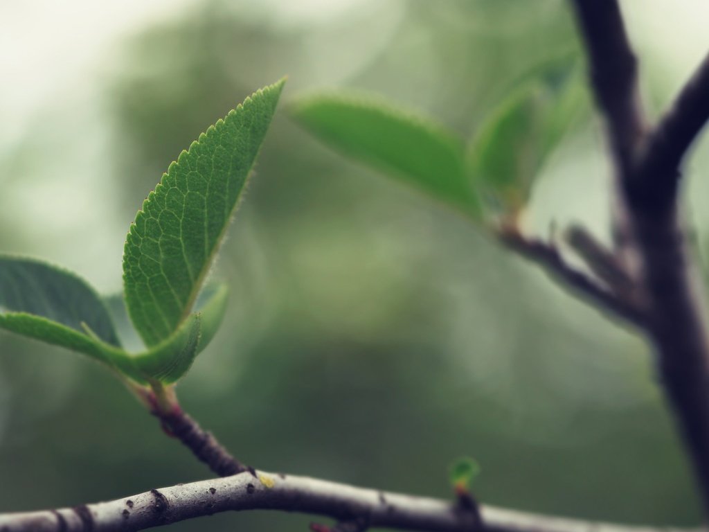 Обои природа, листья, ветки, размытость, весна, зеленые листья, nature, leaves, branches, blur, spring, green leaves разрешение 2560x1600 Загрузить