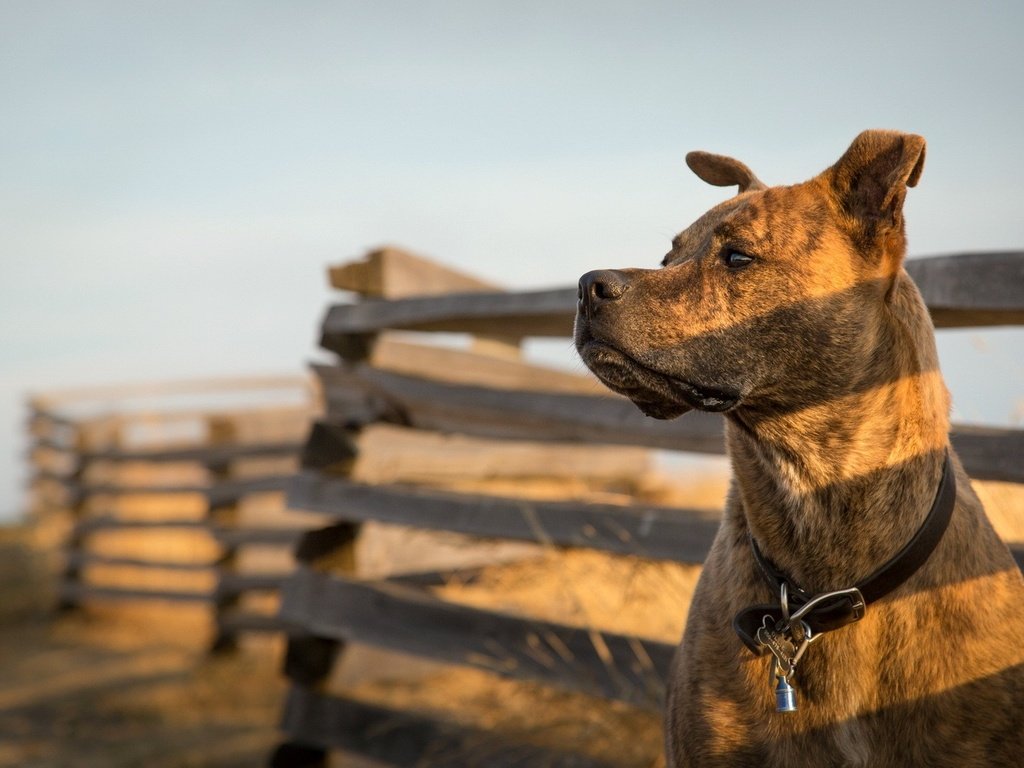 Обои морда, взгляд, забор, собака, питбультерьер, питбуль, face, look, the fence, dog, pit bull terrier, pit bull разрешение 1920x1080 Загрузить