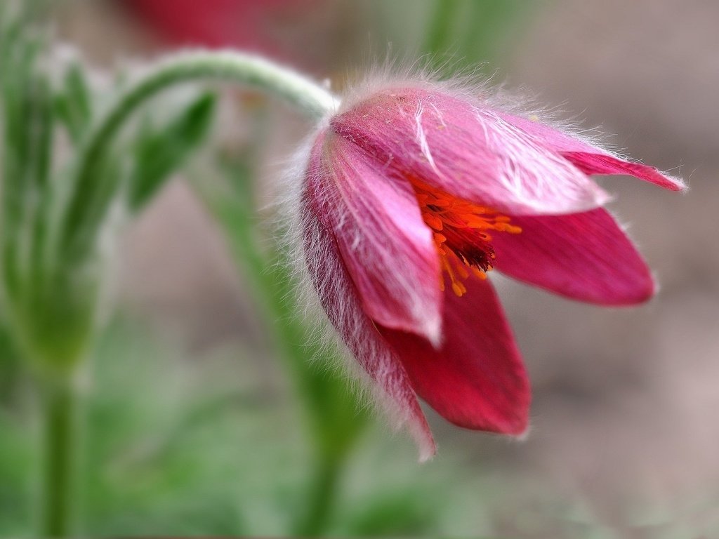 Обои макро, цветок, боке, сон-трава, прострел, macro, flower, bokeh, sleep-grass, cross разрешение 2048x1332 Загрузить