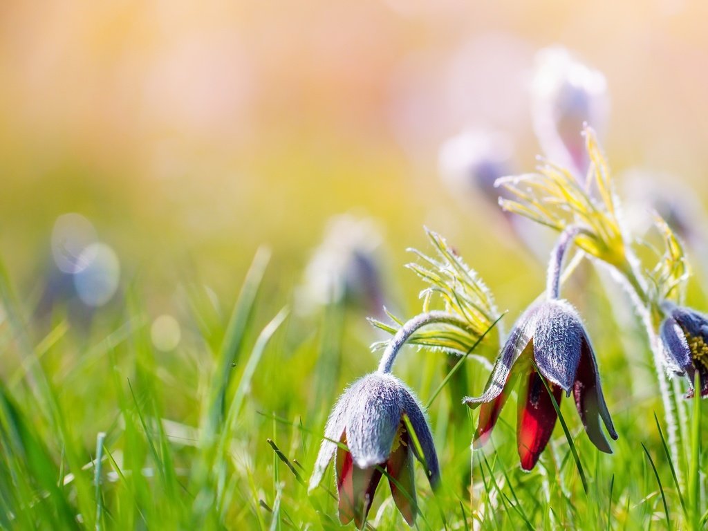 Обои цветы, трава, природа, лето, боке, сон-трава, прострел, flowers, grass, nature, summer, bokeh, sleep-grass, cross разрешение 2560x1538 Загрузить