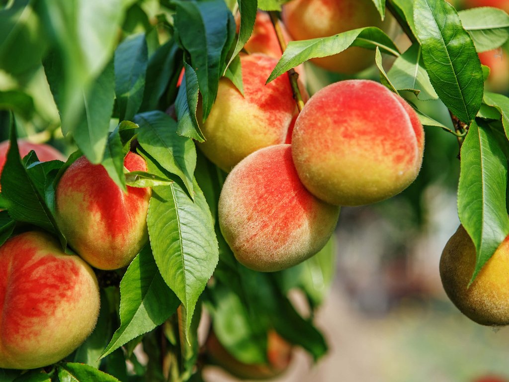 Обои дерево, листья, фрукты, плоды, персики, tree, leaves, fruit, peaches разрешение 2880x1800 Загрузить