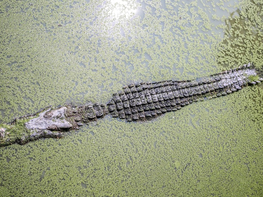 Обои вода, крокодил, водоросли, ряска, аллигатор, water, crocodile, algae, duckweed, alligator разрешение 3840x2400 Загрузить