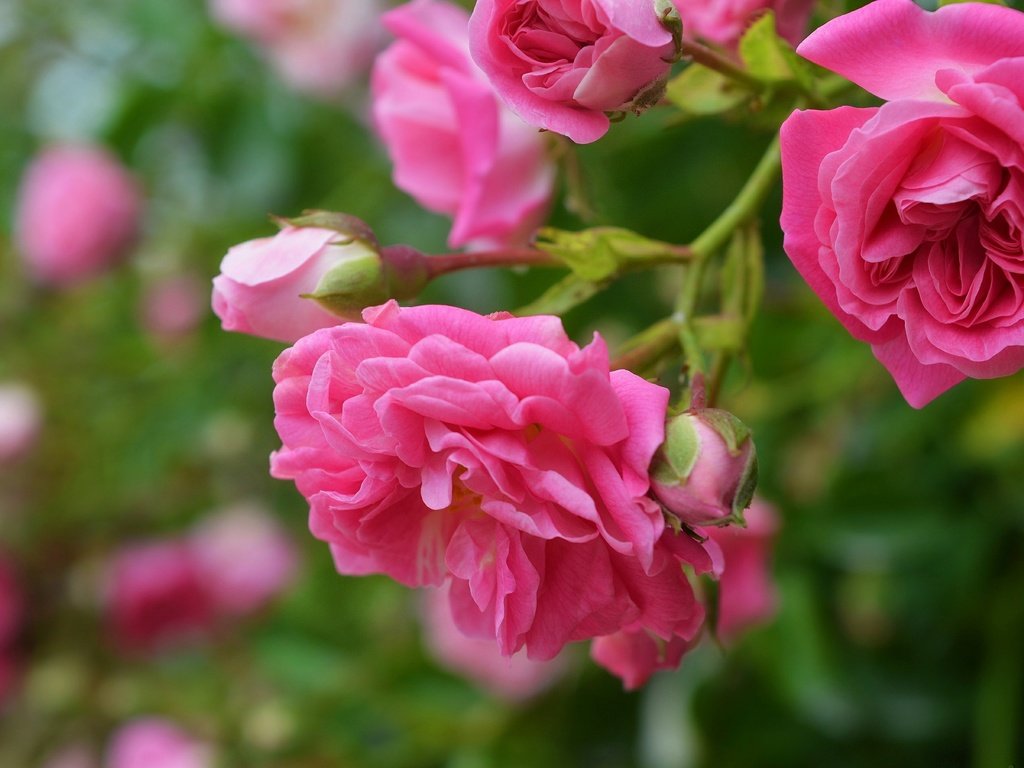 Обои цветы, бутоны, макро, роза, лепестки, розовая роза, flowers, buds, macro, rose, petals, pink rose разрешение 3000x1897 Загрузить