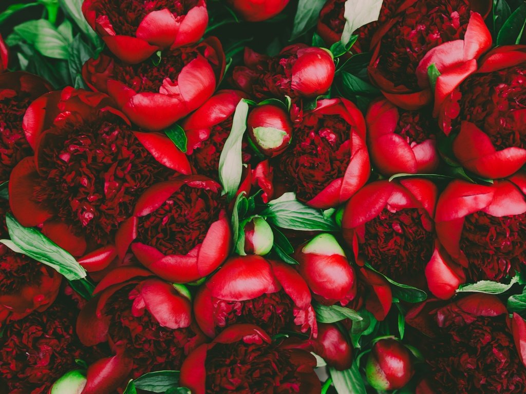 Обои цветы, бутоны, лепестки, красные, пионы, flowers, buds, petals, red, peonies разрешение 6250x4167 Загрузить