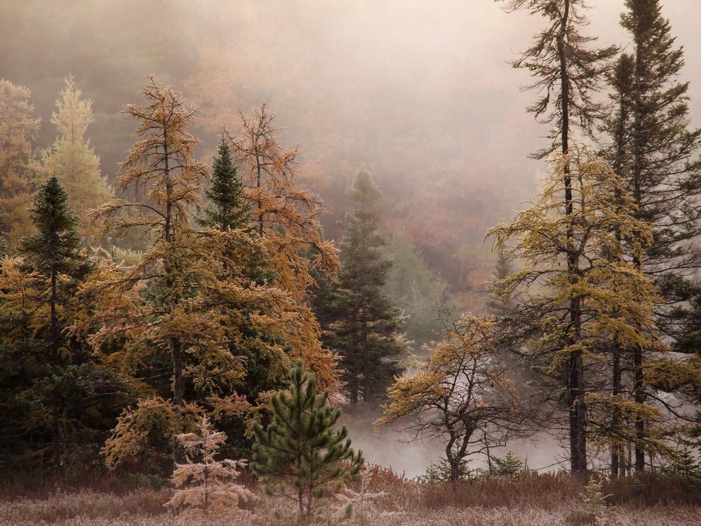 Обои деревья, лес, туман, осень, trees, forest, fog, autumn разрешение 2048x1356 Загрузить