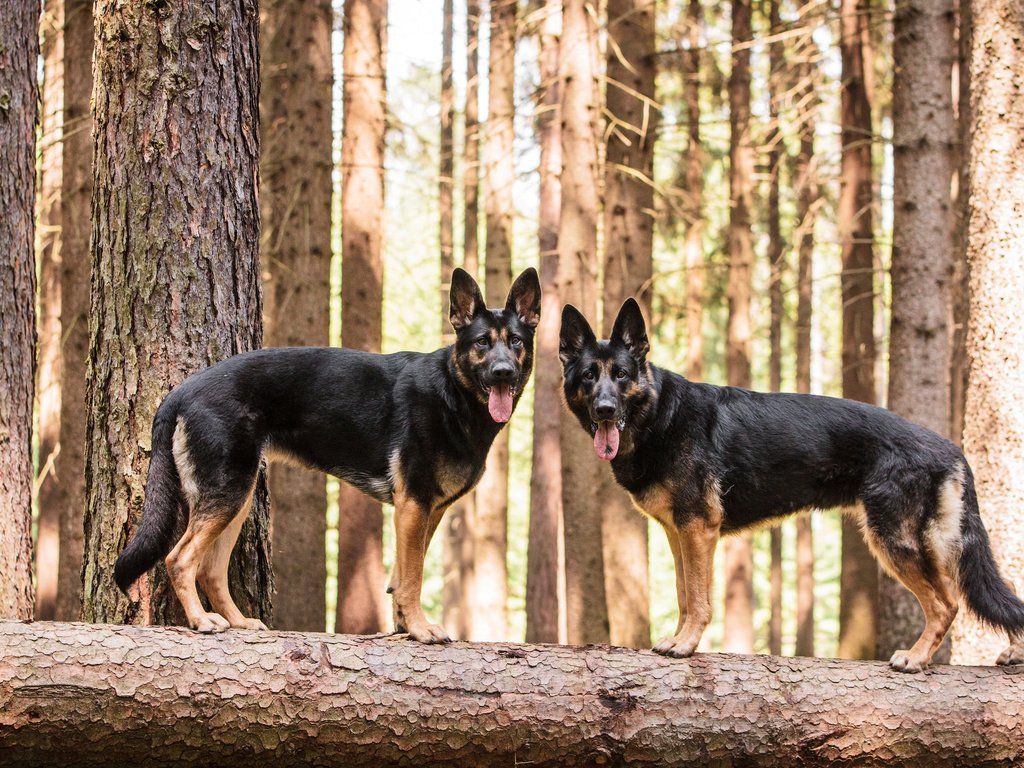 Обои собаки, немецкая овчарка, овчарки, dogs, german shepherd, shepherd разрешение 3840x2400 Загрузить