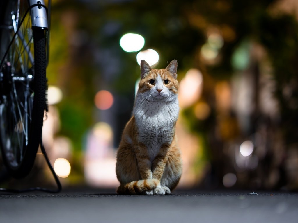 Обои фон, кот, мордочка, усы, кошка, взгляд, боке, background, cat, muzzle, mustache, look, bokeh разрешение 2048x1367 Загрузить