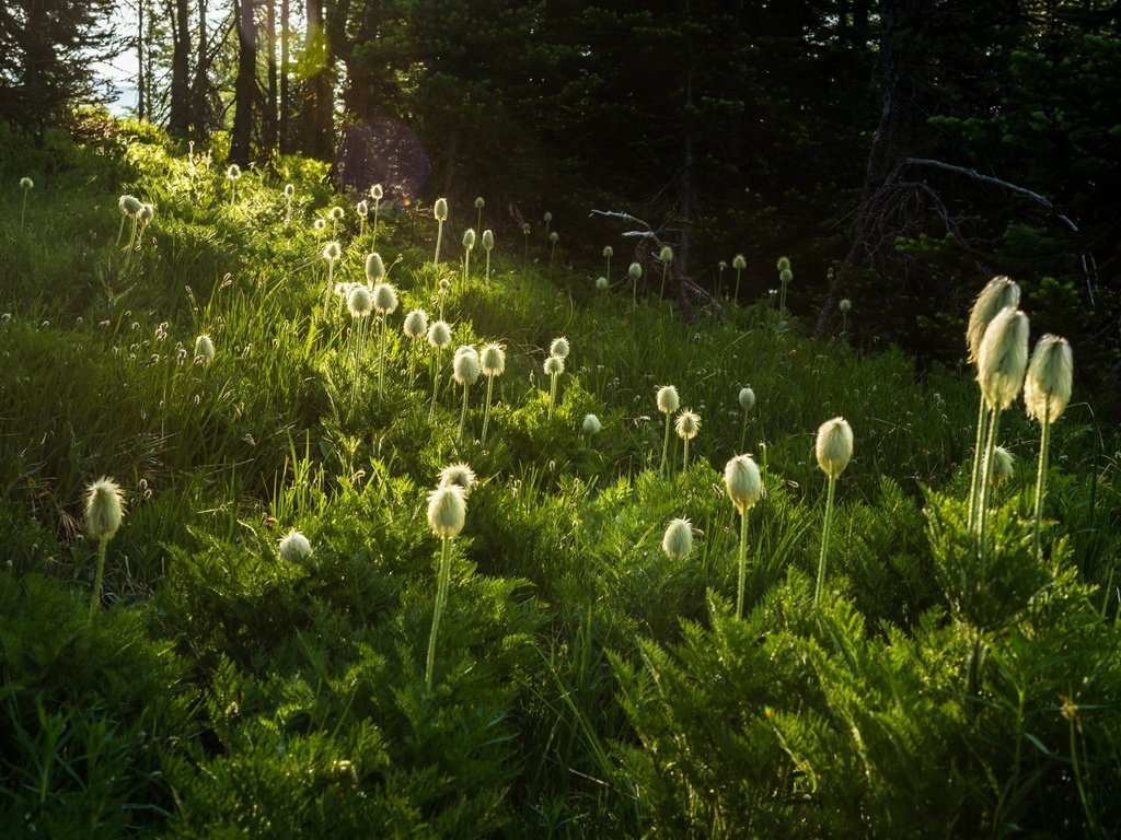 Обои цветы, трава, природа, растения, flowers, grass, nature, plants разрешение 2048x1367 Загрузить