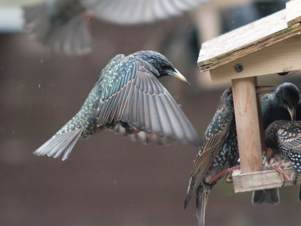 Обои крылья, птицы, клюв, перья, скворец, кормушка, wings, birds, beak, feathers, starling, feeder разрешение 2560x1440 Загрузить