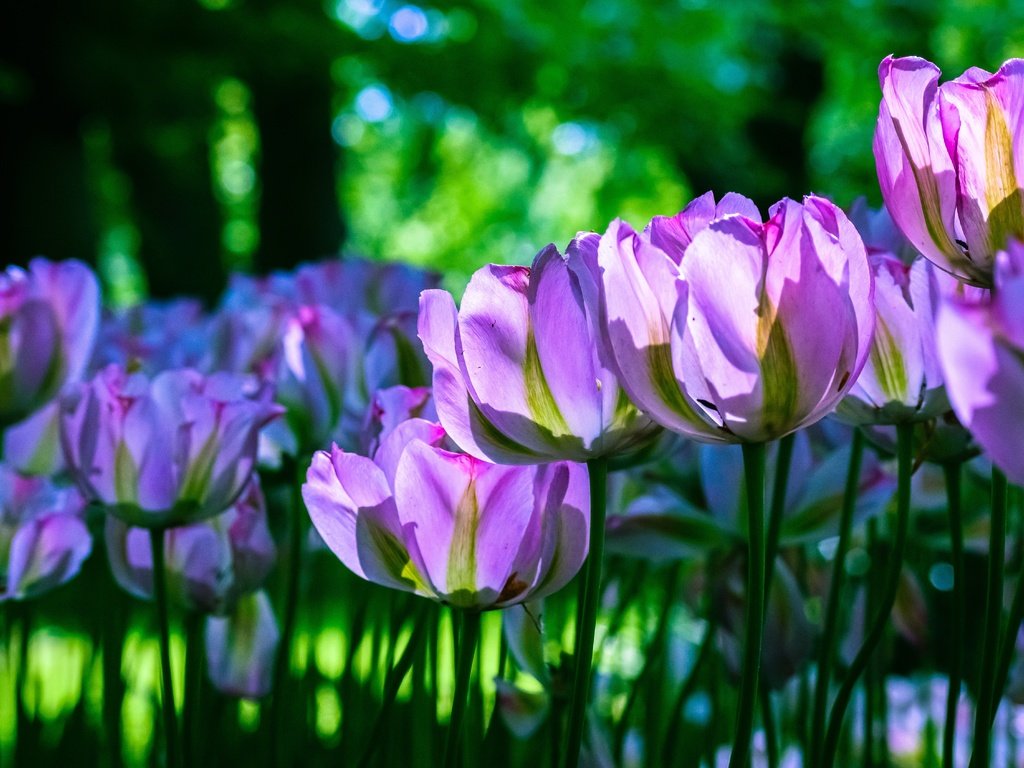 Обои клумба, свет, сиреневые, цветы, зелень, бутоны, лепестки, весна, тюльпаны, стебли, flowerbed, light, lilac, flowers, greens, buds, petals, spring, tulips, stems разрешение 6000x3375 Загрузить