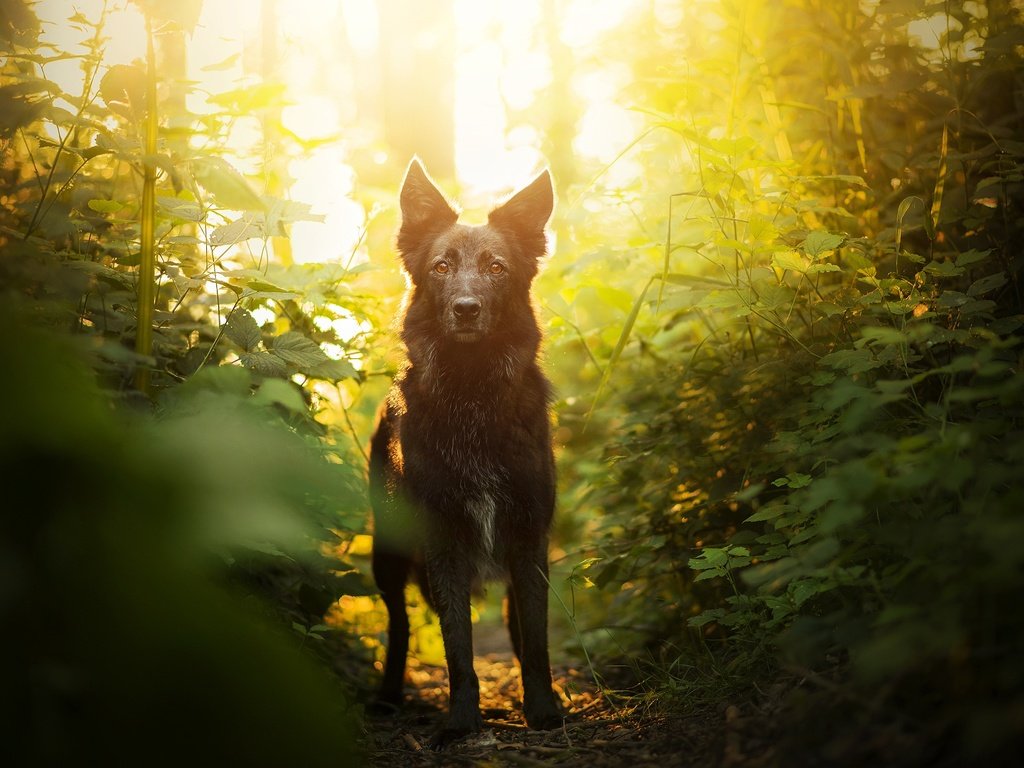 Обои зелень, мордочка, взгляд, собака, боке, элина, greens, muzzle, look, dog, bokeh, elina разрешение 2048x1367 Загрузить