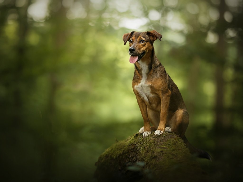 Обои дерево, собака, камень, мох, язык, боке, родезийский риджбек, tree, dog, stone, moss, language, bokeh, rhodesian ridgeback разрешение 2048x1367 Загрузить