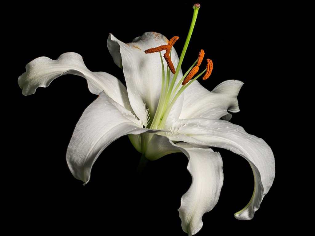 Обои макро, фон, лепестки, тычинки, лилия, черный фон, белая, macro, background, petals, stamens, lily, black background, white разрешение 2048x1449 Загрузить