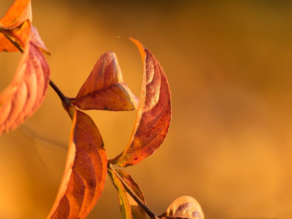 Обои ветка, природа, листья, осень, branch, nature, leaves, autumn разрешение 2048x1365 Загрузить