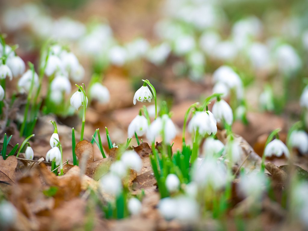 Обои цветы, листья, весна, белые, подснежники, flowers, leaves, spring, white, snowdrops разрешение 1920x1200 Загрузить