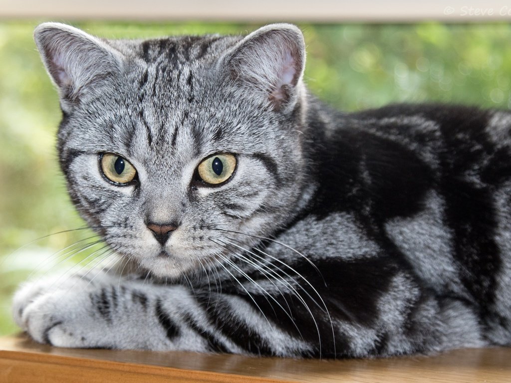 Обои взгляд, котенок, британская короткошерстная кошка, look, kitty, british shorthair разрешение 5050x3367 Загрузить