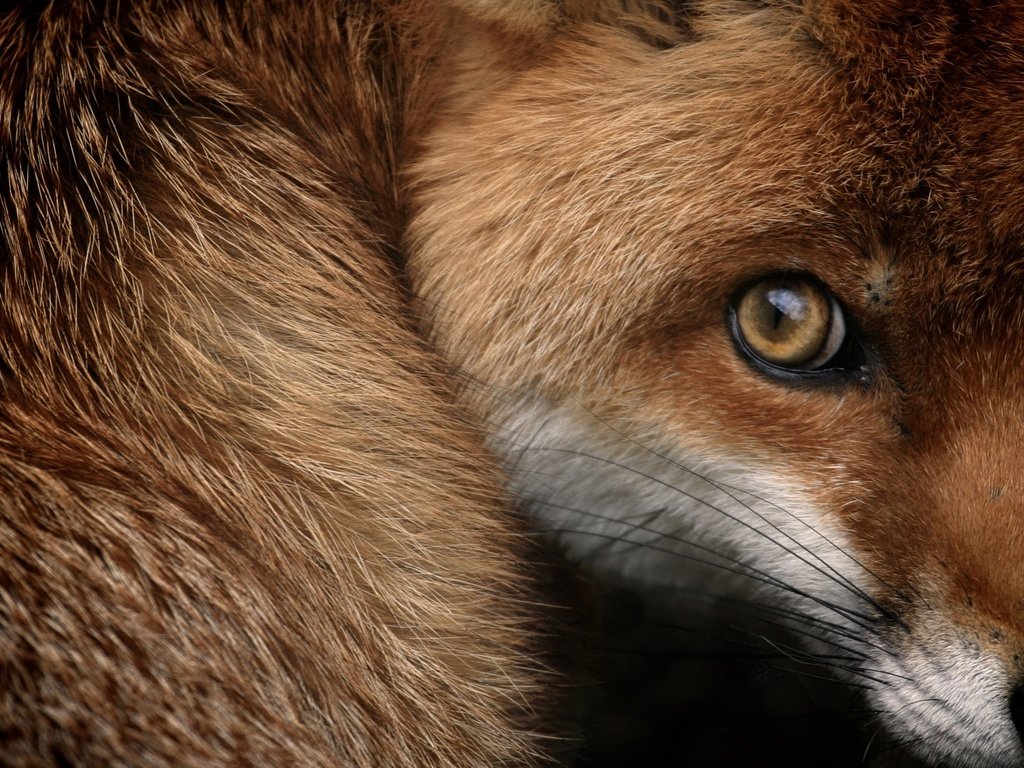 Обои мордочка, взгляд, лиса, лисица, испуг, крупным планом, muzzle, look, fox, fright, closeup разрешение 2560x1440 Загрузить