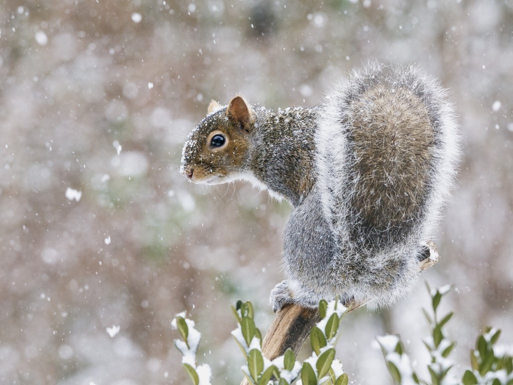 Обои снег, мордочка, взгляд, белка, хвост, белочка, snow, muzzle, look, protein, tail, squirrel разрешение 2048x1528 Загрузить