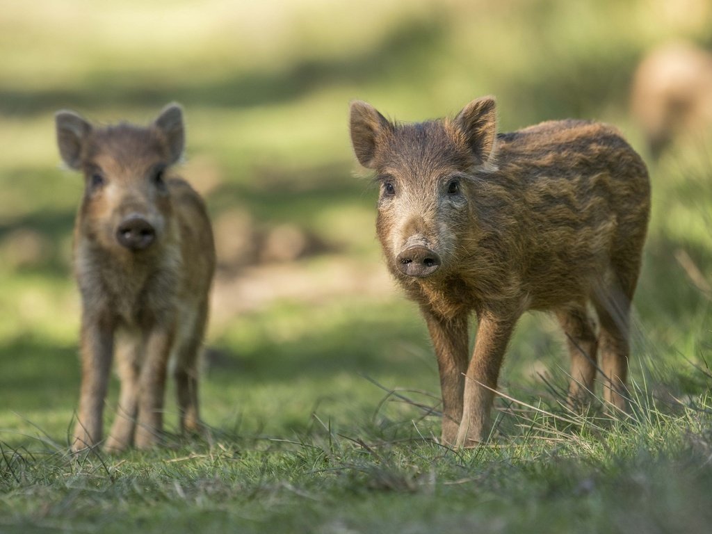 Обои трава, пара, кабан, свинья, вепрь, хрюшки, дикая свинья, grass, pair, boar, pig, pigs, wild pig разрешение 2048x1367 Загрузить