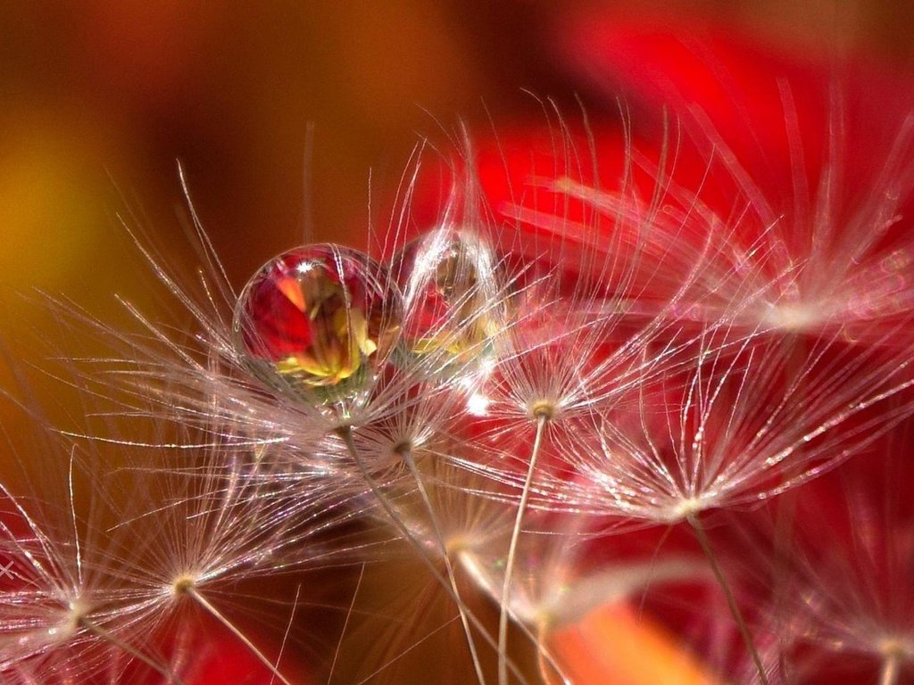 Обои капли, размытость, семена, пух, пушинки, былинки, aylin in the dropland, drops, blur, seeds, fluff, fuzzes, blade разрешение 2026x1080 Загрузить