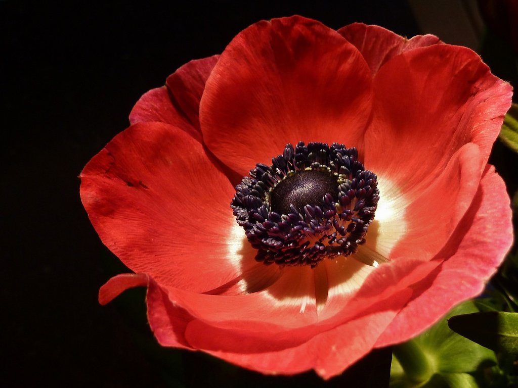 Обои макро, цветок, лепестки, мак, черный фон, красный мак, macro, flower, petals, mac, black background, red poppy разрешение 2879x2088 Загрузить