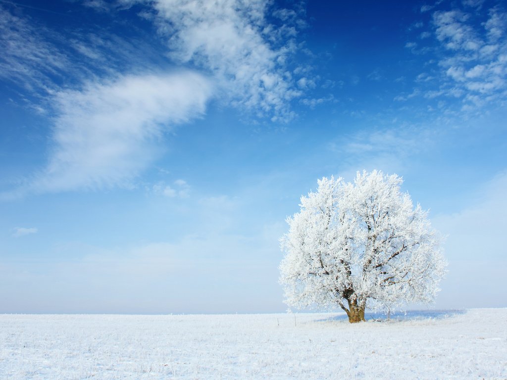 Обои небо, облака, снег, природа, дерево, зима, пейзаж, иней, the sky, clouds, snow, nature, tree, winter, landscape, frost разрешение 2880x1800 Загрузить